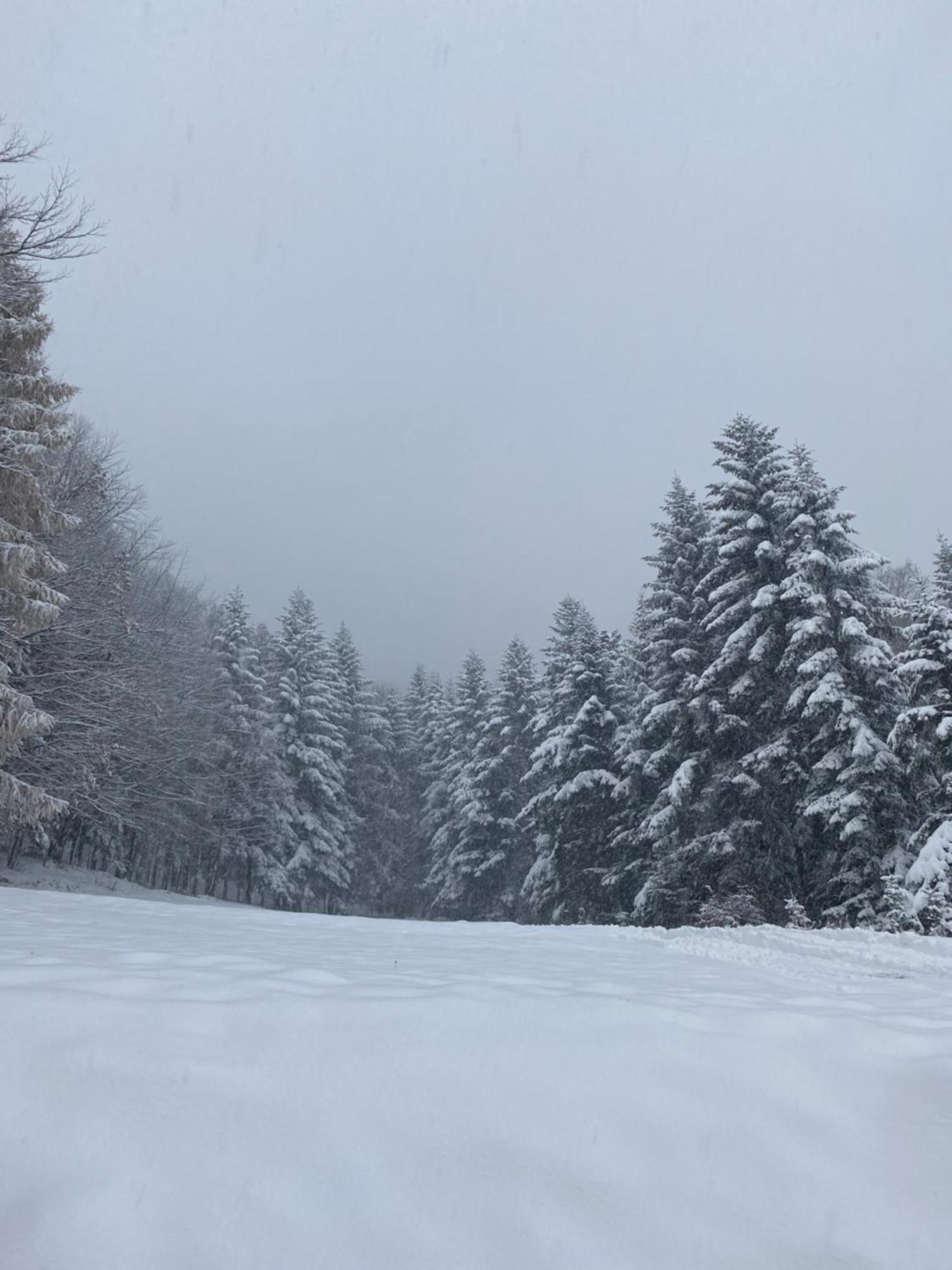 Forest House タルガニツェ エクステリア 写真