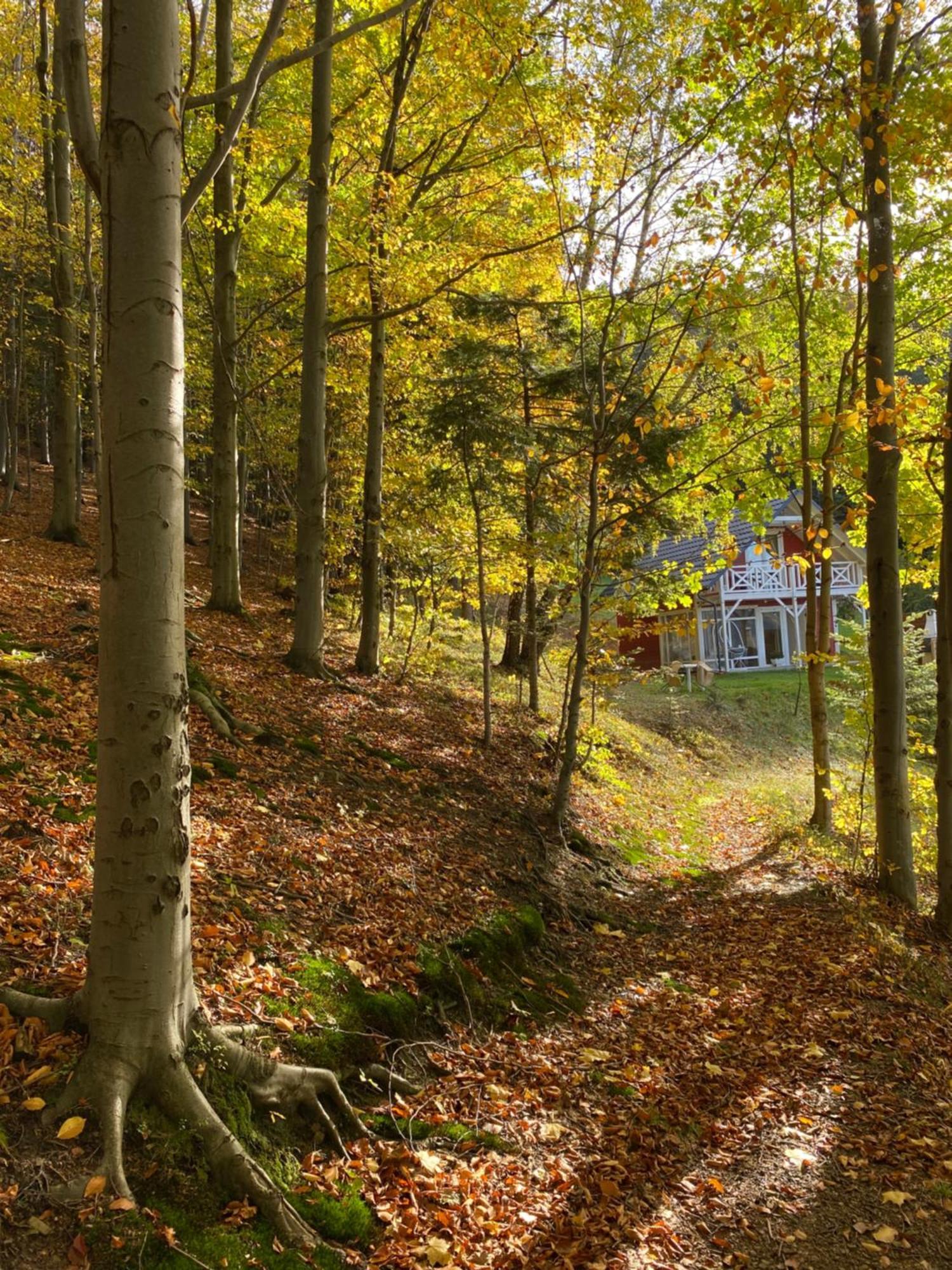 Forest House タルガニツェ エクステリア 写真